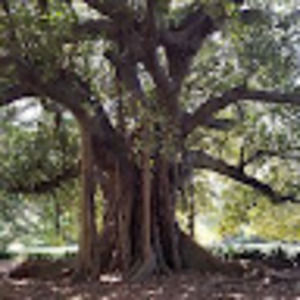 Meet your Posher, Stary